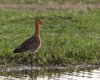 Pittima_reale_Vallesina_24_4_2012_++++7015_lav_sf