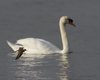 Piro_piro_piccolo_volo_Cigno_reale_Tessera_TPS_29_4_2012_++^0820sf