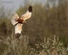 Falco_di_palude_volo_Vallesina_9_4_2012_++++7053sf