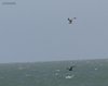 Labbo_1_Gabbiano_reale_volo_Sacca_di_Goro_21_4_2012_+^5242sf