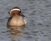 Marzaiola_San_Giuliano_parco_28_3_2012_++++^3245sf