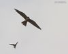 Rondine_Lodolaio_volo_Via_Piovini_2_6_2012_+++^3226sf