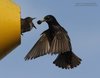 Storno_Marghera_8_6_2012_+++4104sf