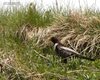 Merlo_dal_collare_Col_Visentin_28_5_2012_+++^1106sf