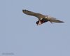 Mignattino_piombato_volo_Boscochiaro_9_6_2012_+++^6501sf