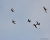 Piovanello_pancianera_volo_Punta_La_Vecia_17_11_2012_++++9734sf