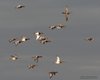 Moriglione_x_fistione_turco_Moretta_volo_Valle_Ghebo_Storto_7_12_2012_++++0790sf
