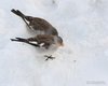 Fringuello_alpino_Passo_Pordoi_29_12_2012_++++^1089sf