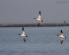 Smergo_minore_volo_Punta_La_Vecia_17_11_2012_++++^9645sf