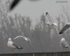 Gabbiano_reale_nordico_volo_Chioggia_ecocentro_15_12_2012_++6439sf