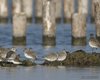 Pivieressa_Piovanello_maggiore_Piovanello_pancianera_Pittima_minore_Punta_la_Vecia_17_11_2012_++++0586sfb