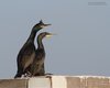 Marangone_dal_ciuffo_Bocca_porto_Malamocco_17_11_2012_++++^0863sf