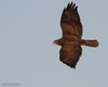 Poiana_volo_Fossalon_30_12_2012_++++^2252sf