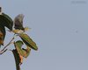 Lui_verde_insetto_San_Giuliano_parco_18_9_2012_+++^9852sf