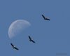 Grifone_Luna_Cornino_8_9_2012_++++^5663sf