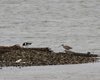 Uccelli_shore_bords_Sacca_Scardovari_1_9_2012_+++3691