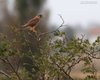 Gheppio_Sacca_Scardovari_1_9_2012_++^3438sf