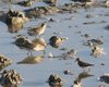 Test_Isola_della_Cona_8_9_2012_++^8796sf
