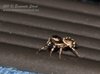 Ragnetto_Marghera_16_10_2012_+++8984_cr_sf