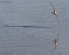 Totano_moro_volo_Isola_della_Cona_8_9_2012_++++7958
