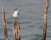Gabbianello_Sirmione_22_9_2012_+++4032sf