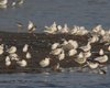 Sterna_maggiore_Totano_moro_Pantana_Palude_Cona_15_9_2012_++^1678sf
