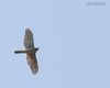 Sparviere_volo_Sirmione_22_9_2012_+++^4140sf