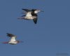 Totano_moro_volo_Palude_Cona_15_9_2012_++++1502sf