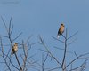 Frosone_Udine_23_02_2013_+++^4243sf