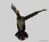 Cormorano_volo_anello_CTM_La_Fusa_19_2_2013_++++3703sf