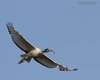 Ibis_sacro_Sindacale_15_2_2013_++++^0867sf