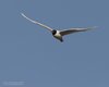 Gabbiano_corallino_volo_Lio_Piccolo_6_7_2013_++++^9904sf