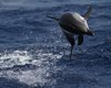 Stenella_striata_Mar_Ligure_22_7_2013_++++0713sf