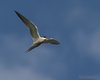 Sterna_comune_volo_Lio_Piccolo_6_7_2013_++++^9953sf