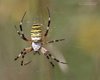 Ragno_Argiope_Bruenninki_Isola_della_Cona_3_8_2013_+++++5092sf