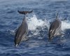 Stenella_striata_Mar_Ligure_22_7_2013_++++0793sf