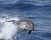 Stenella_striata_Mar_Ligure_22_7_2013_++++0738sf
