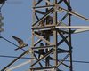 Lodolaio_volo_coppia_Bagatella_17_8_2013_+++^3408sf