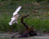 Sgarza_ciuffetto_volo_panning_Vallesina_3_7_2013_++++9416sf