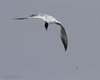 Sterna_zampenere_volo_Ca_Zuliani_19_6_2013_++++9641sf