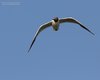 Gabbiano_comune_volo_Lio_Piccolo_6_7_2013_+++++9946sf
