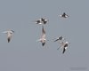 Sterna_zampenere_Sterna_comune_volo_Porto_Tolle_17_8_2013_++++^6039sf