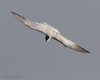 Sterna_zampenere_volo_Ca_Zuliani_19_6_2013_++++^9533sf