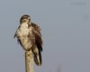 Poiana_via_Alberoni_Caorle_26_1_2013_++++^2594sf