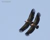 Grifone_volo_Riserva_Cornino_13_7_2013_++++^3815sf