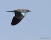 Ghiandaia_marina_volo_Mezzano_24_8_2013_++++0940sf