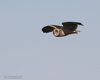 Gufo_di_palude_Sacca_Scardovari_6_4_2013_+++9075sf