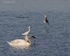 Mignattino_alibianche_Cigno_reale_Garzetta_Palude_Cona_8_5_2013_+++^0997sf
