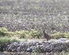 Pernice_rossa_Salettuol_4_5_2013_++7835sf