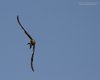 Pernice_di_mare_volo_Boccasette_19_6_2013_++++0302sf